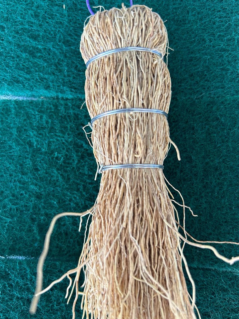 HORMIGA ESCOBETA RAIZ OLIMPA